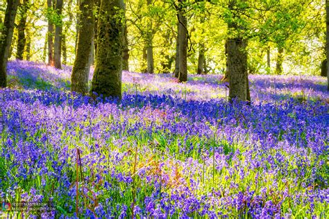 bluebell woods kinclaven
